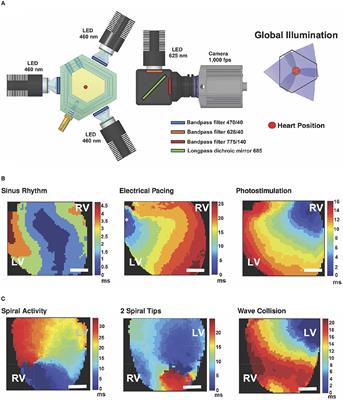 Energy-Reduced Arrhythmia Termination Using Global Photostimulation in Optogenetic Murine Hearts